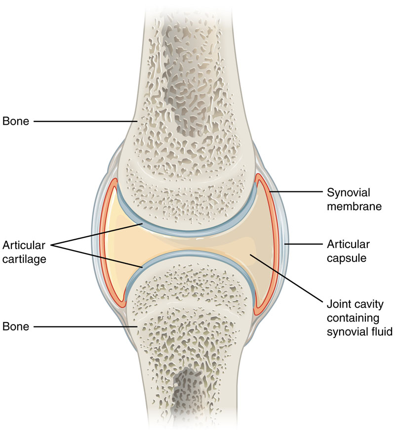 collagen for joints