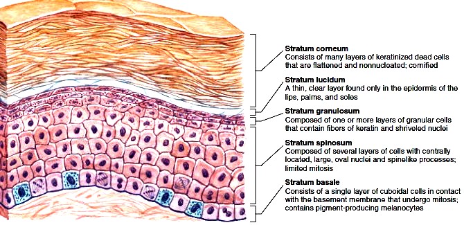 Structure of epidermis
